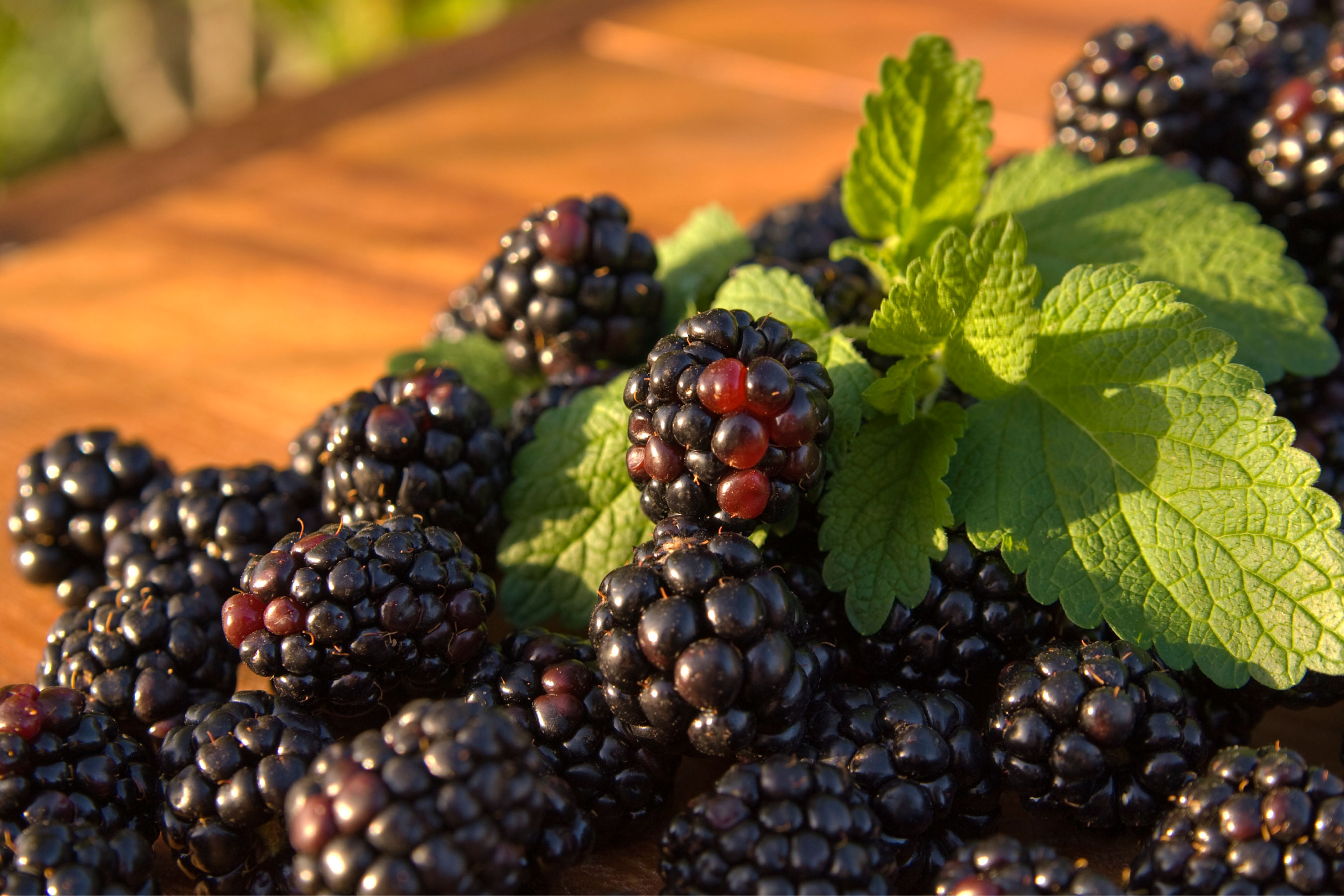 Tart Blackberry Frozen Yogurt Flavor with Tart base powder mix