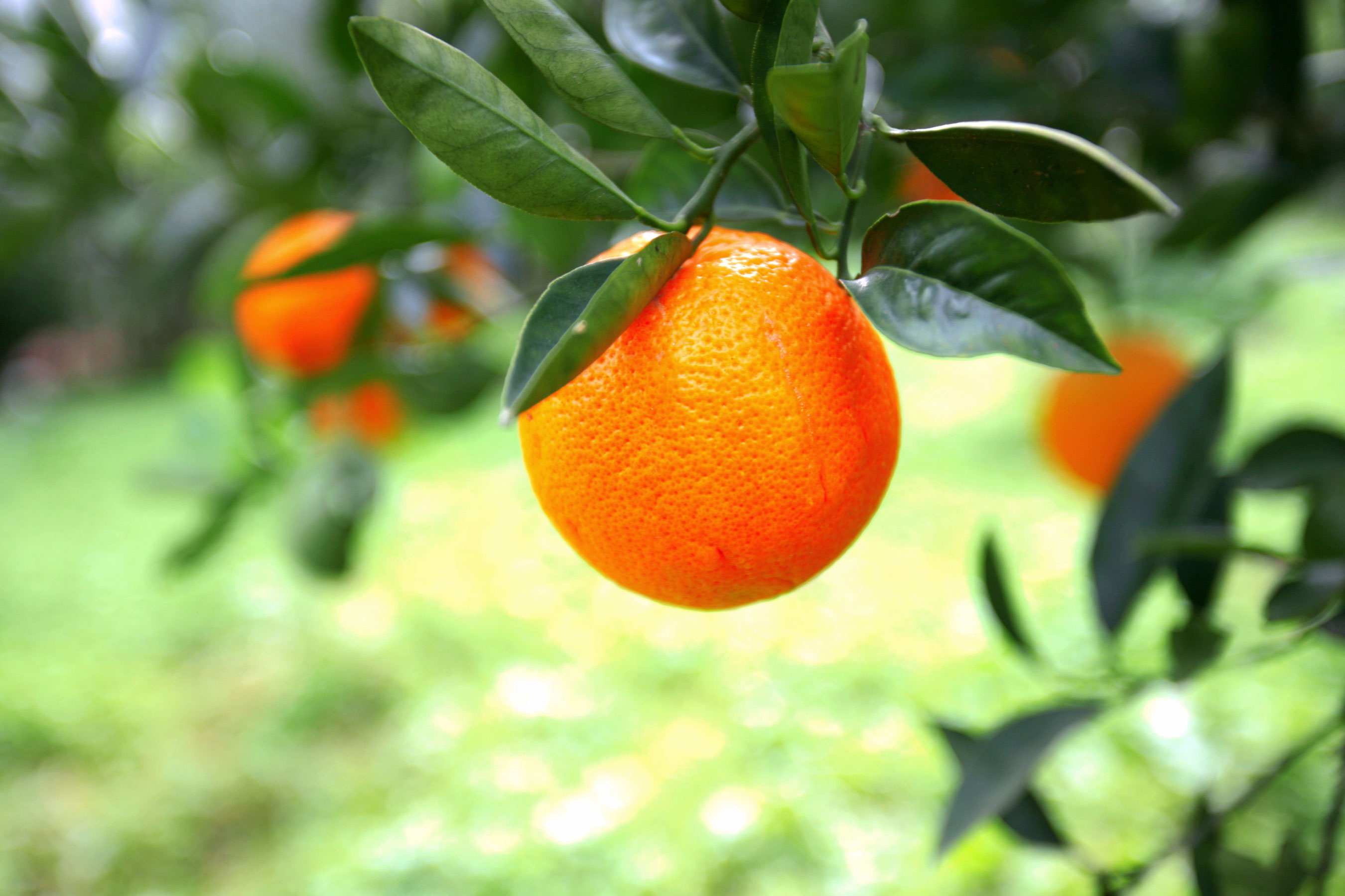 Tart Orange Frozen Yogurt Flavor with Tart base powder mix