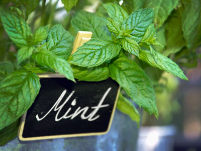 Mint Flavor Frozen Yogurt Flavoring